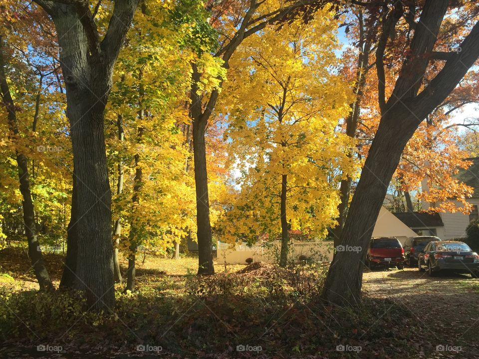 Autumn in Massillon Ohio