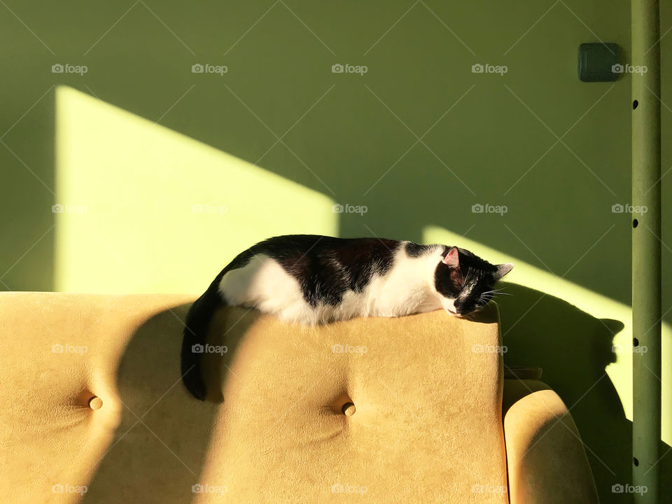 Cat enjoying the sunlight at sofa 