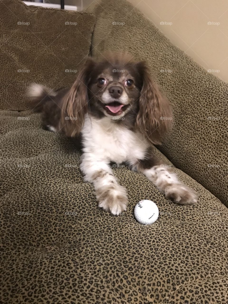 Funny looking brown dog with long flappy ears and white golf ball. 