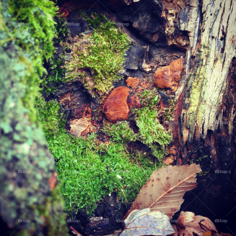 into the knot whole. looking down into the knot whole of a tree