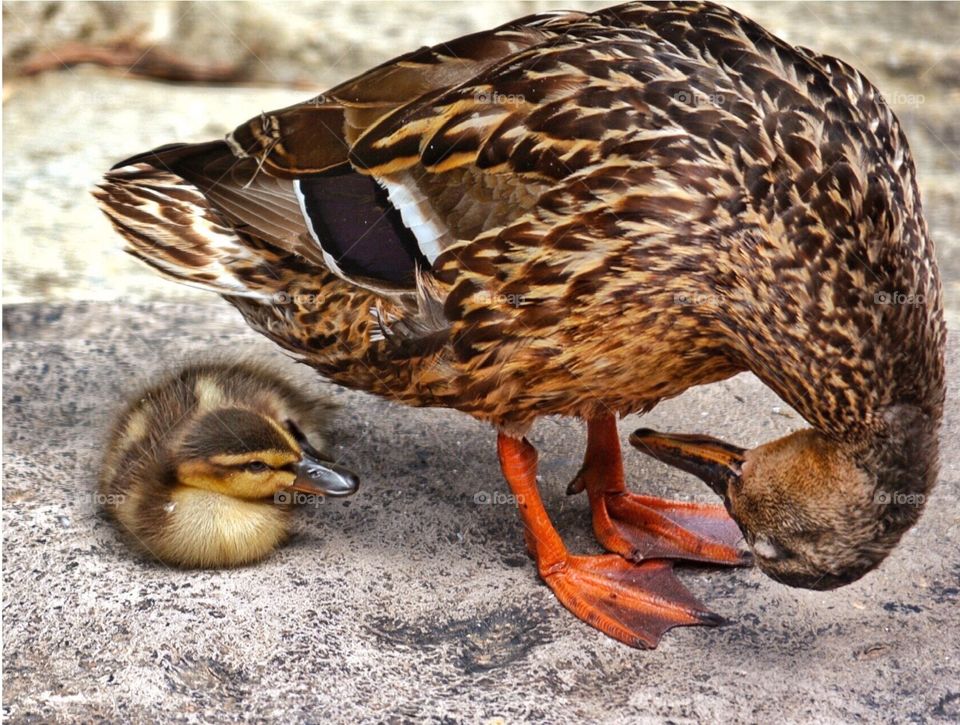 Mother duck looking up side down at her baby