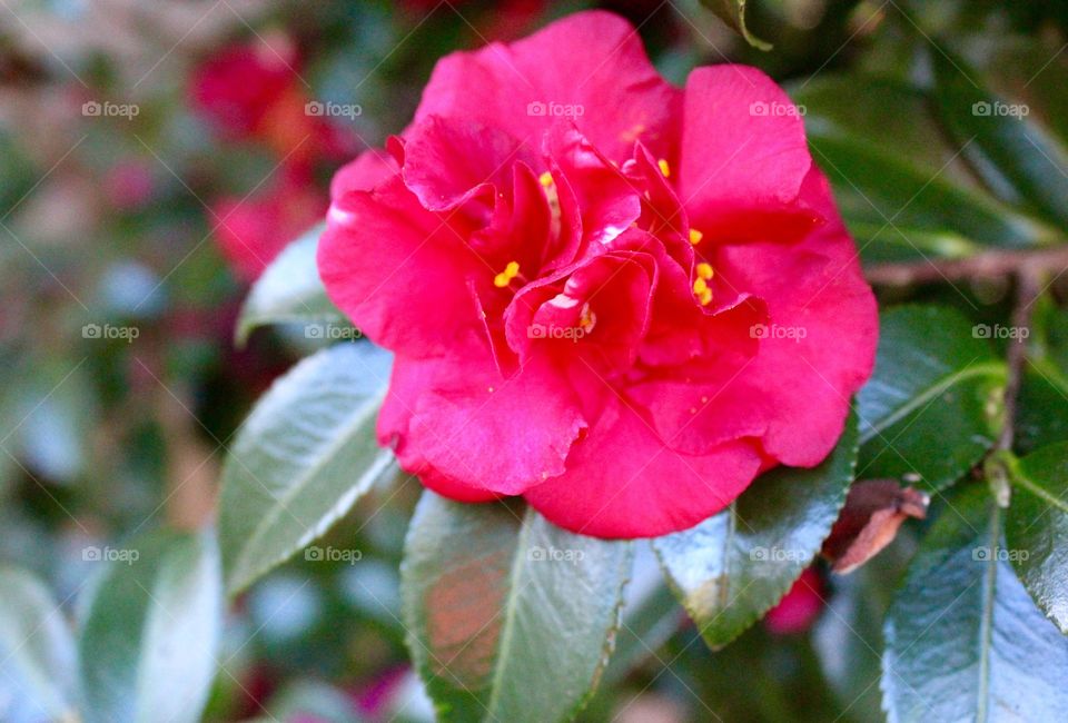 Pink flowers