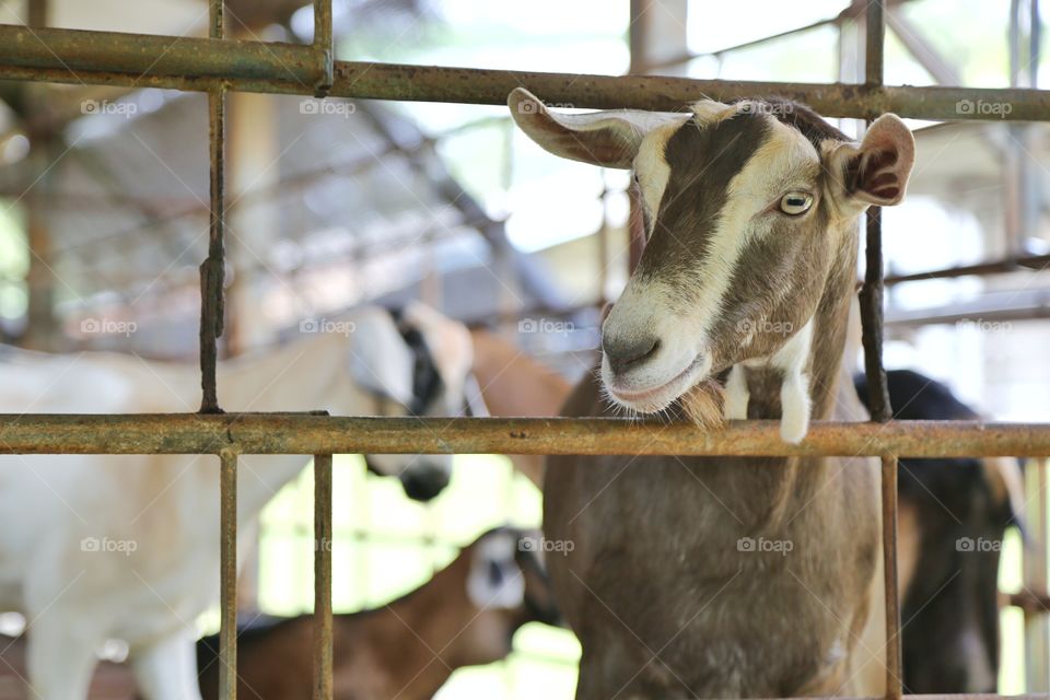 Billy The Goat, Smiling At You
