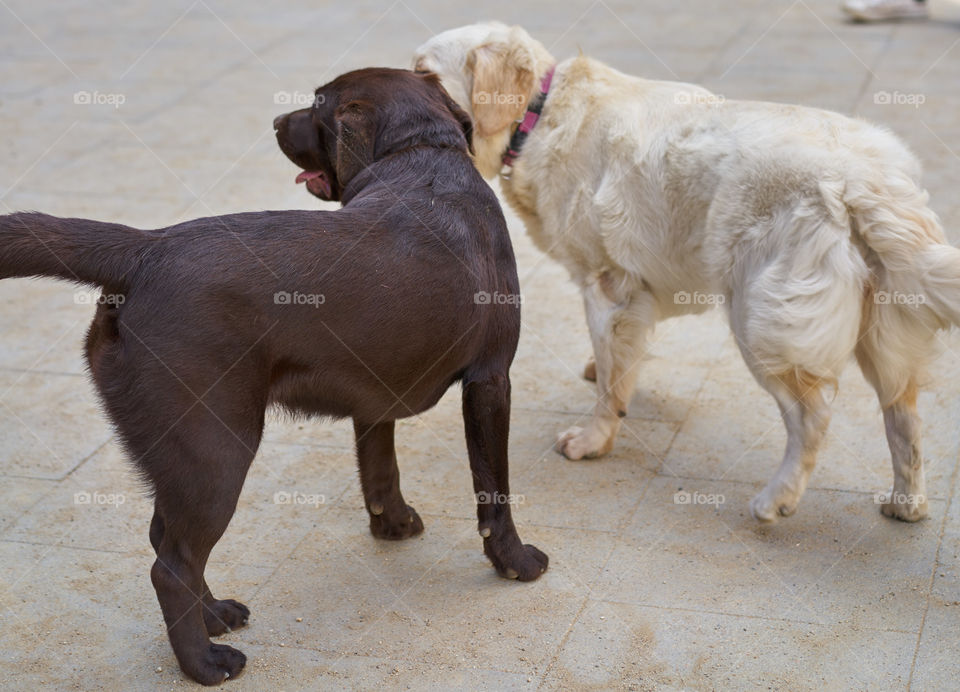 Labrador and Golden