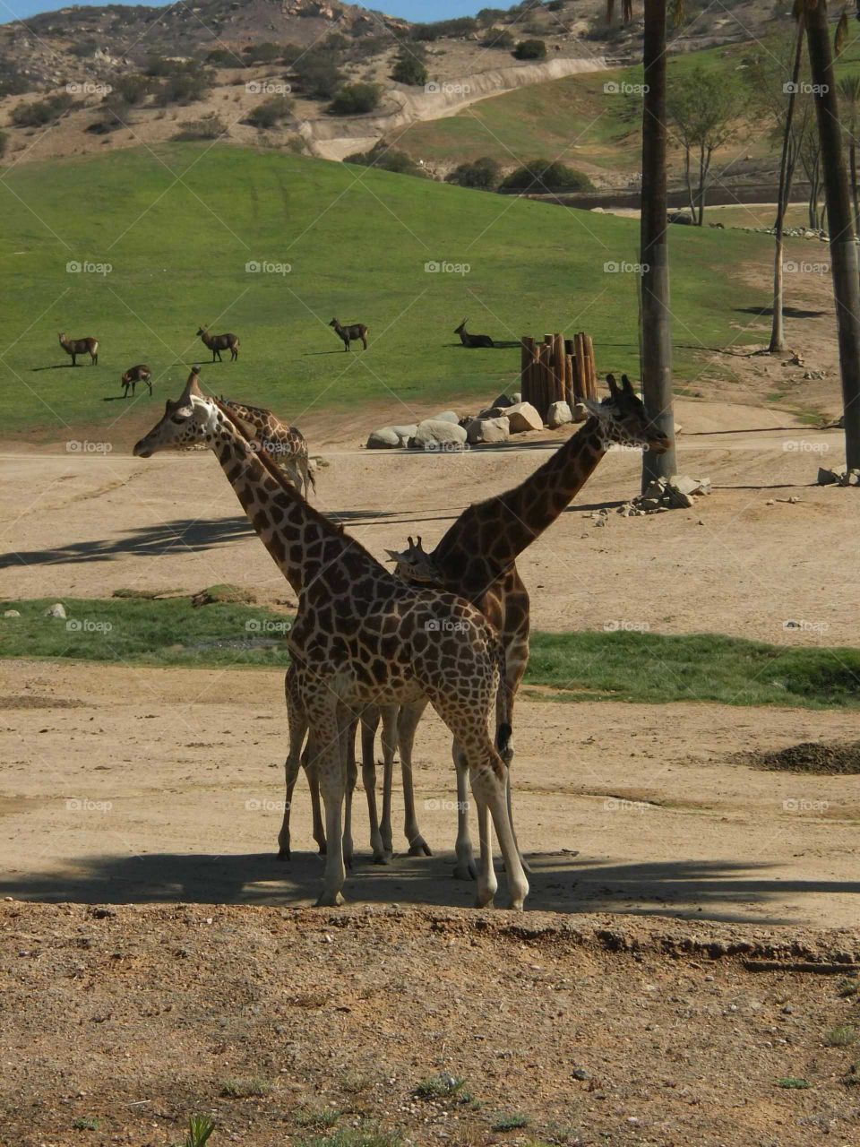 Giraffe family