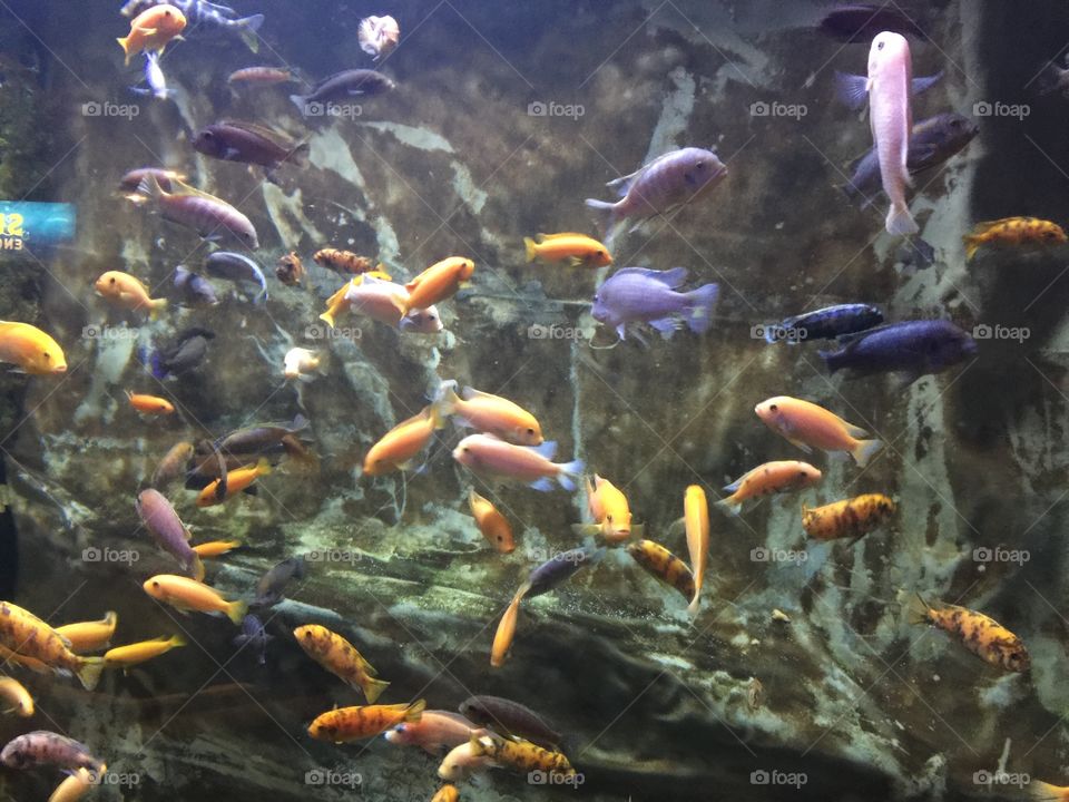 Underwater, Fish, Aquarium, Swimming, Goldfish