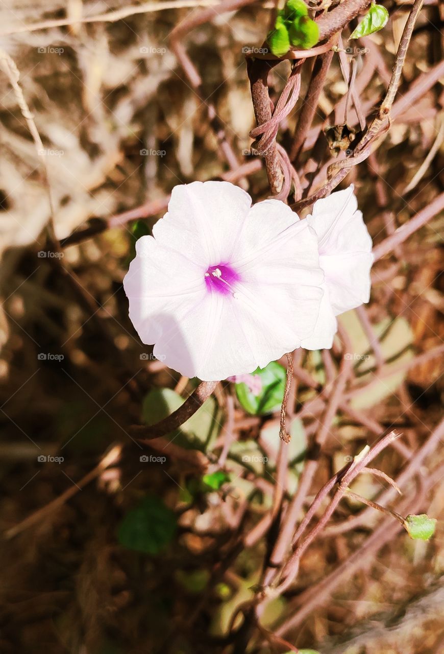 flowers