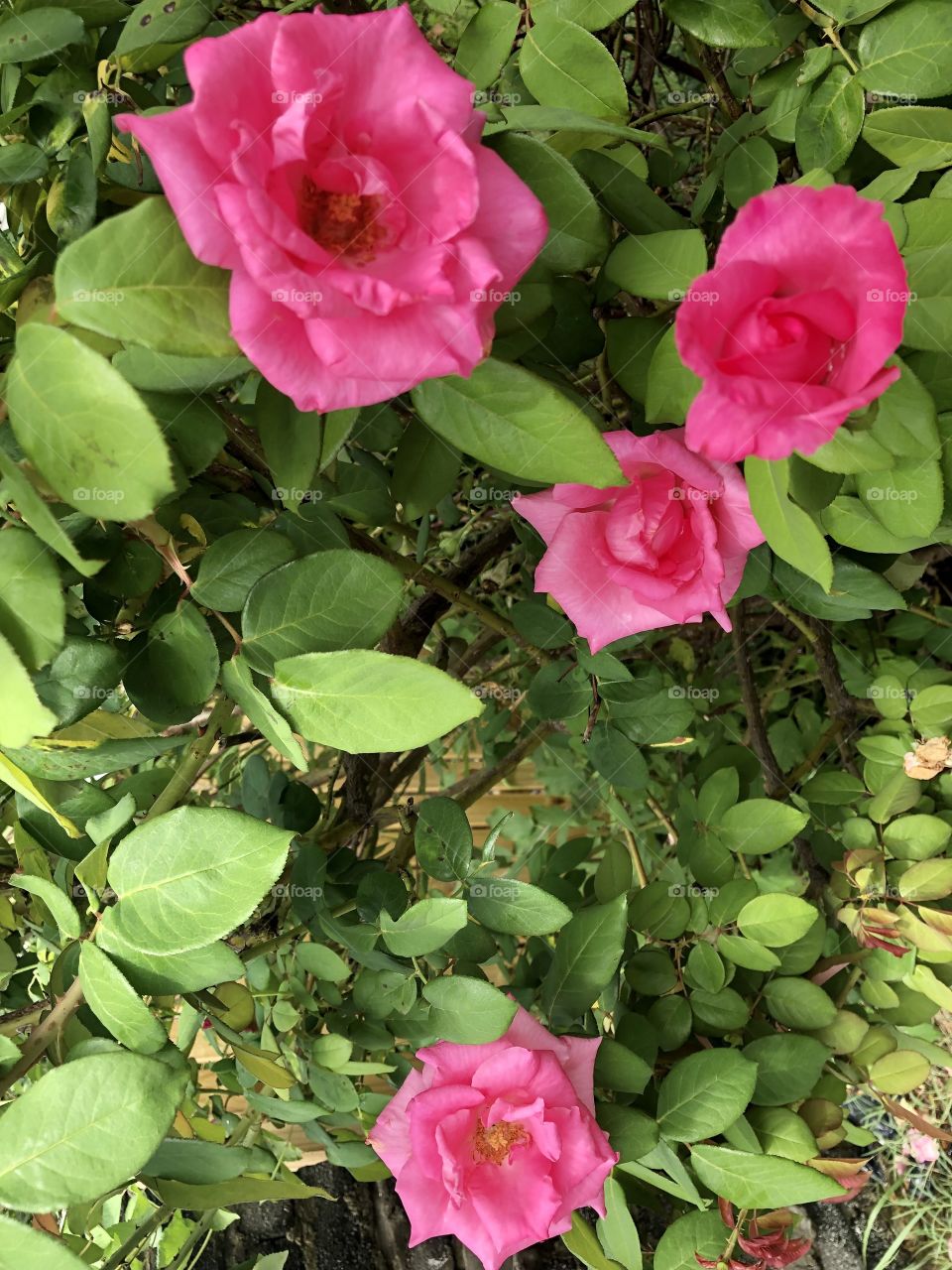 Pretty Rose bush blooming 