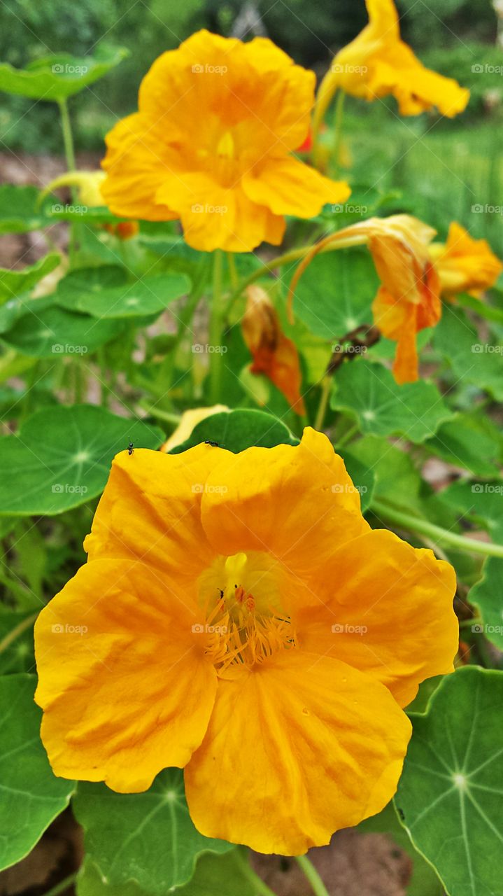 Nasturtium. Yellow Flower
