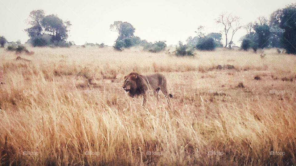 Lion in Uganda