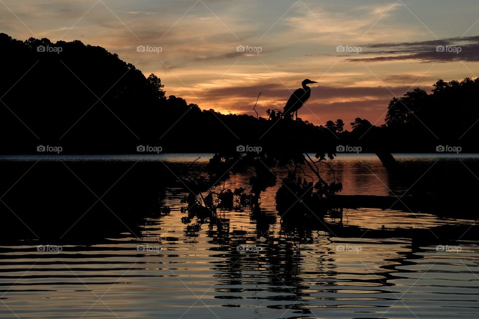 A silhouette of a great blue heron perched on a fallen tree, back lit by the sunrise at Lake Johnson Park in Raleigh North Carolina. 