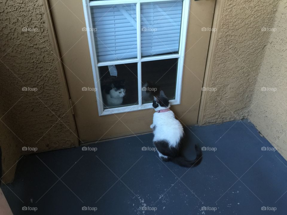 Missy and Bells. Missy is inside looking out and Bella looking in.  My two cats are the funniest.