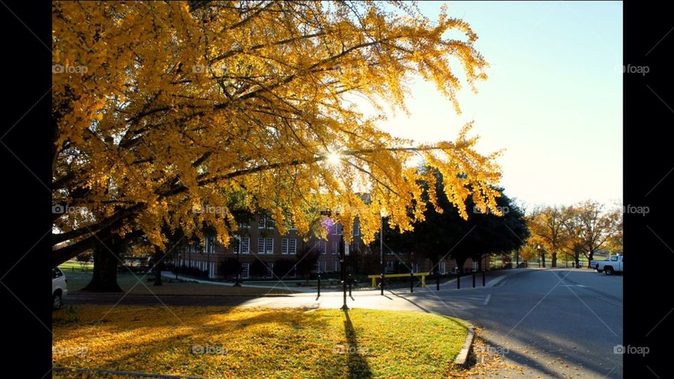 Autumn in Starkville