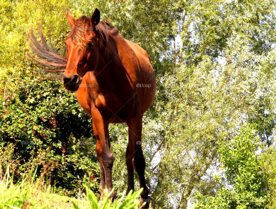 brown beauty