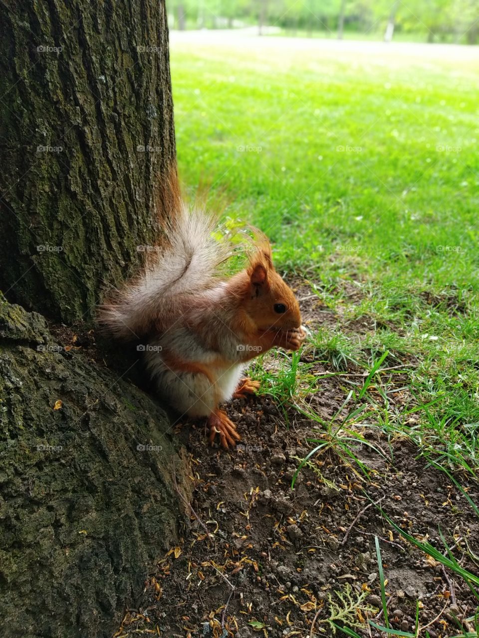Squirrel