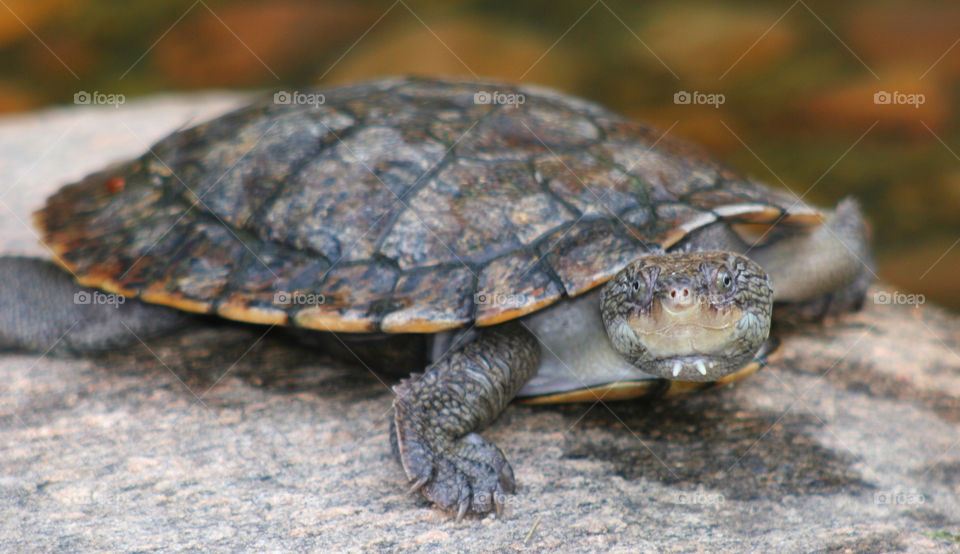 turtle shell tortoise by kshapley. Tortoise 