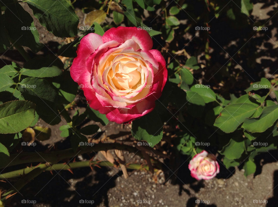 pink flower cream rose by majamaki