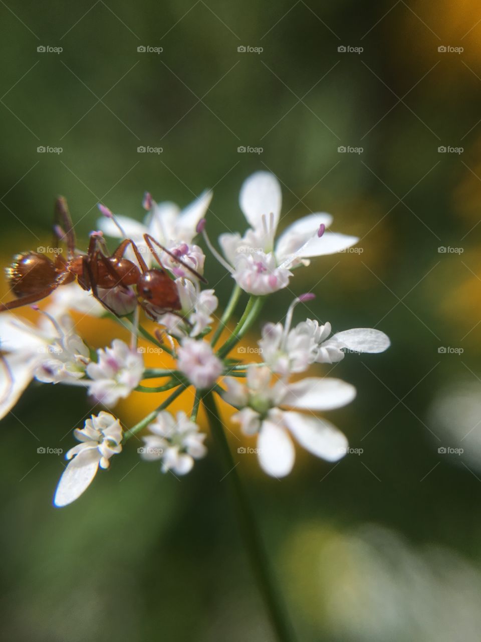 Ant on cilantro 