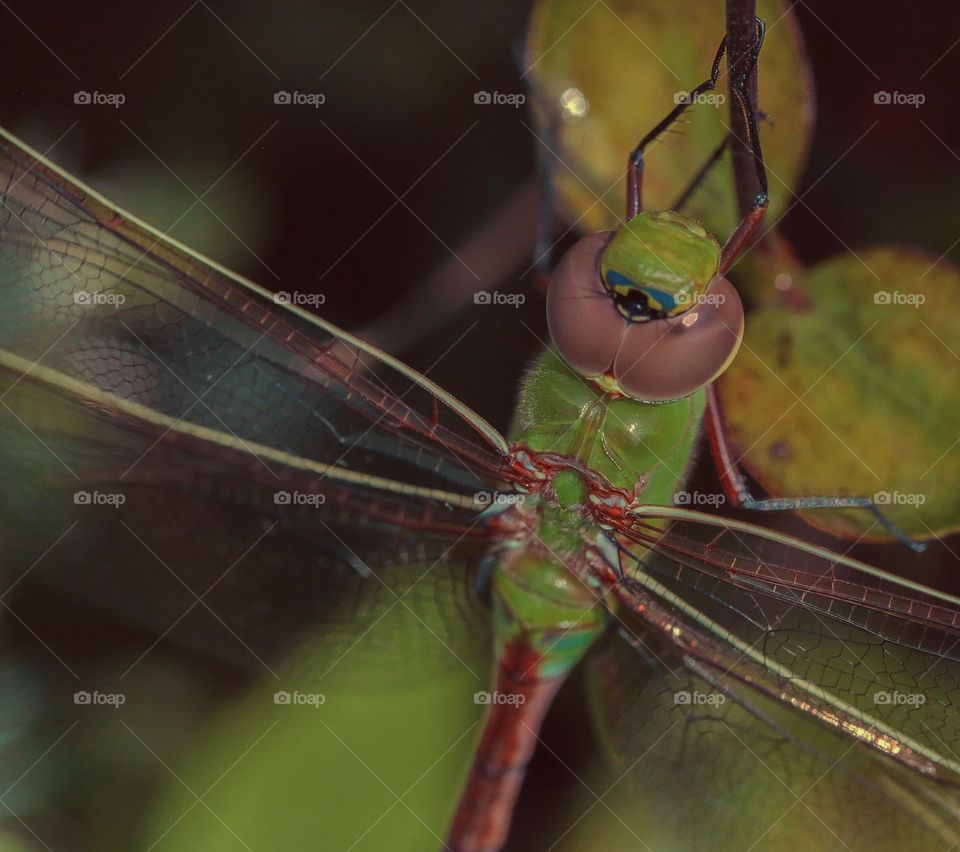 Dragonfly, Insect, Invertebrate, Damselfly, Wildlife