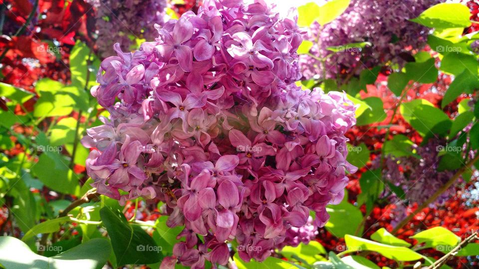 Nature, Flower, Flora, Branch, Garden