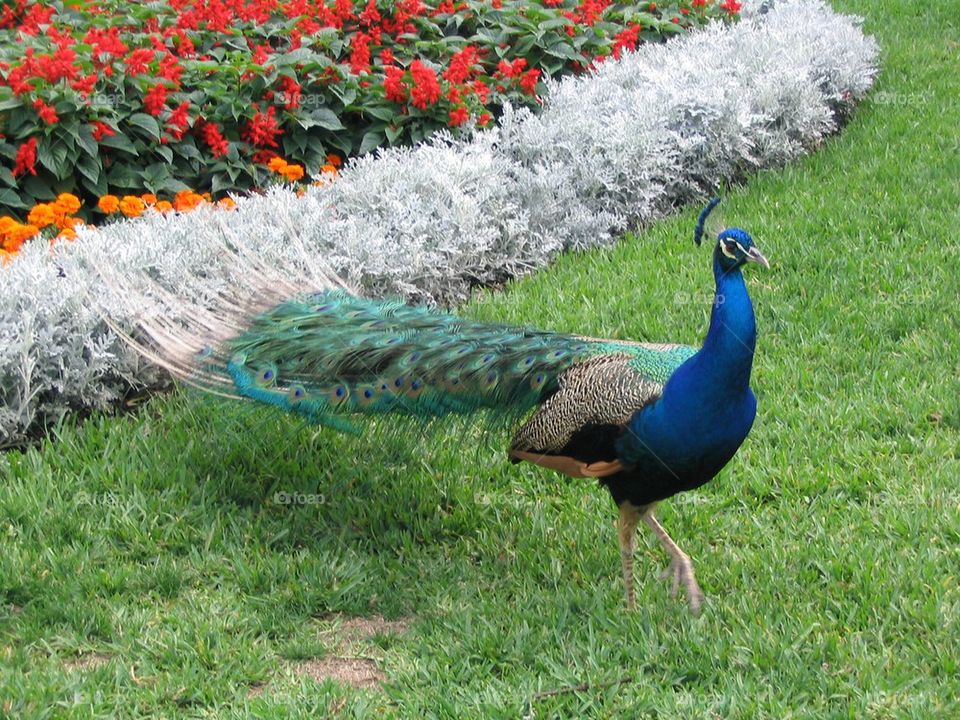 Peacock
