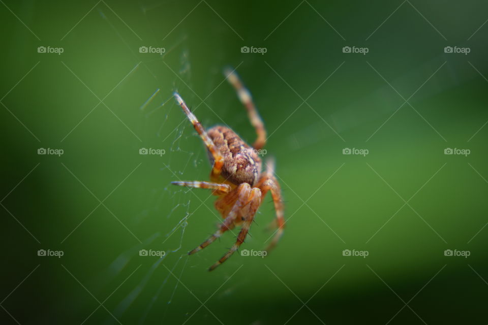 Spider on web at outdoors