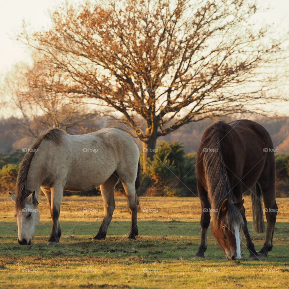 Pair of New Forest ponies browsing in the evening near Brockenhurst
