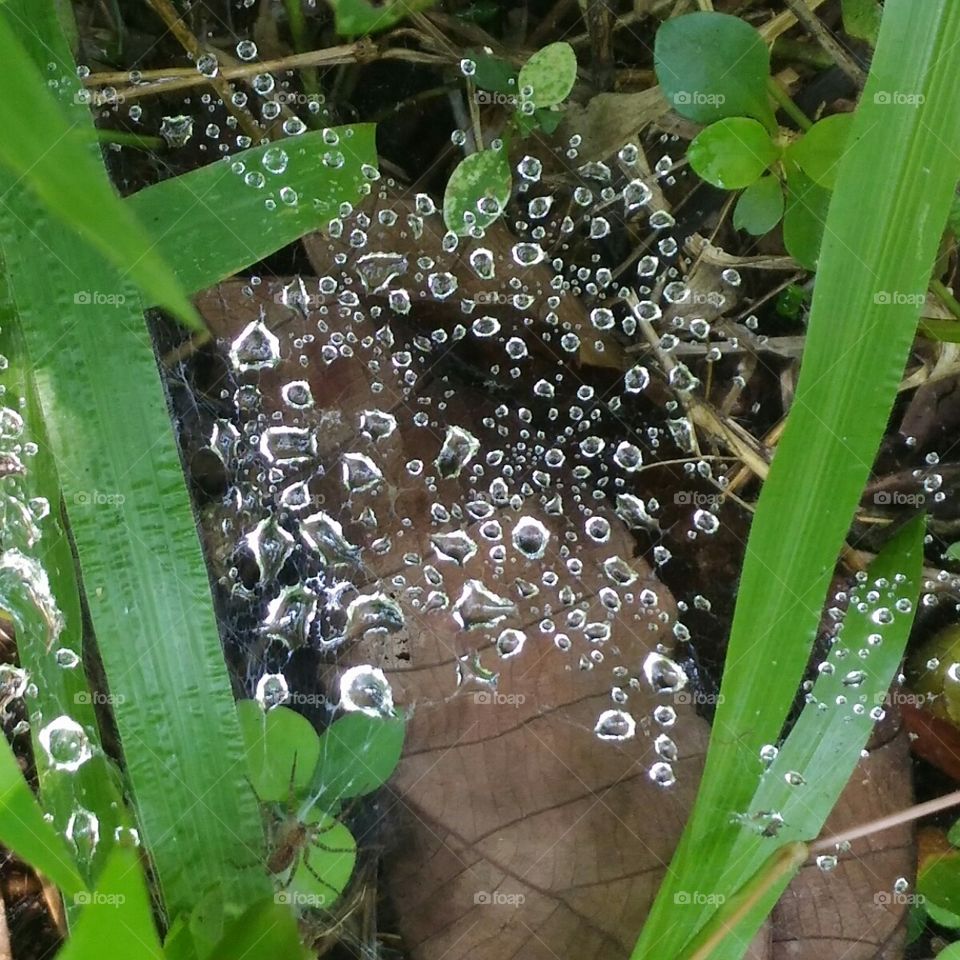 Beautiful  raindrops.