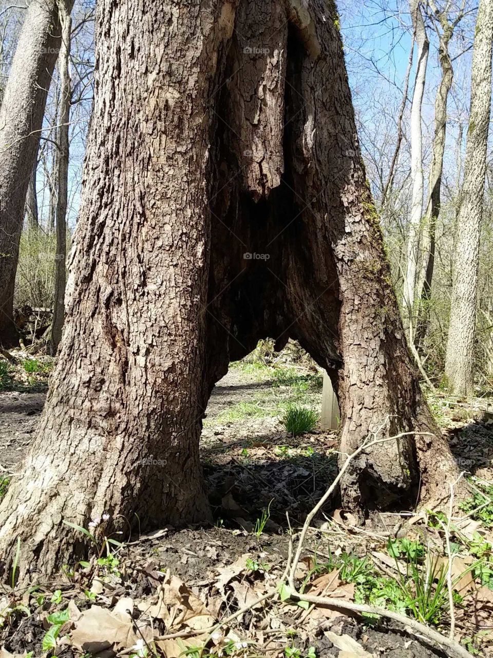 tree hole