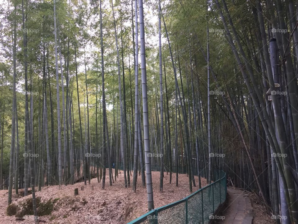 Bamboo garden on a mountain