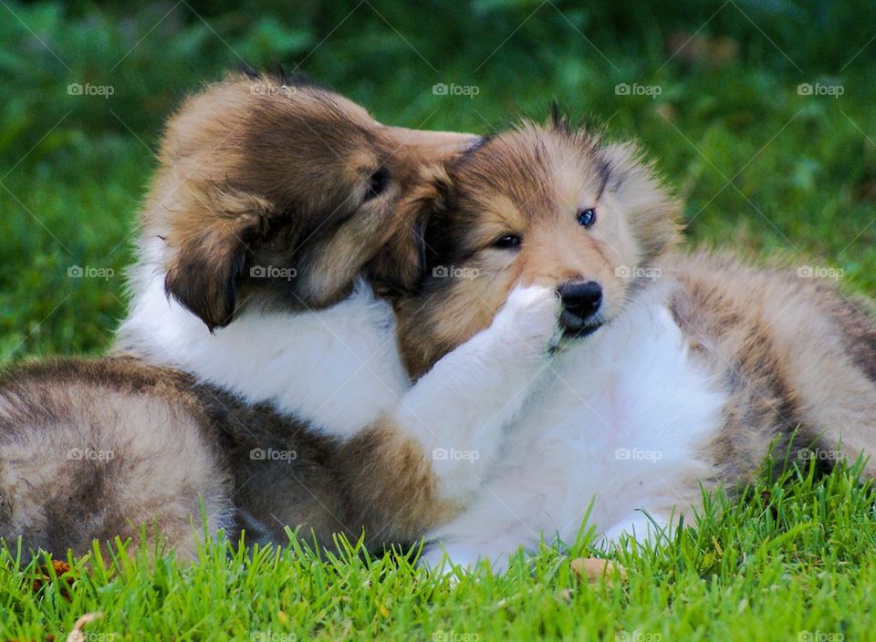 Close-up of two dogs