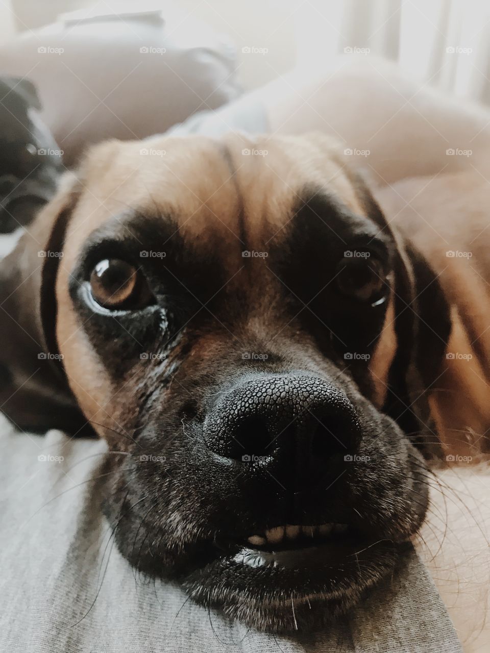 Puggle close-up