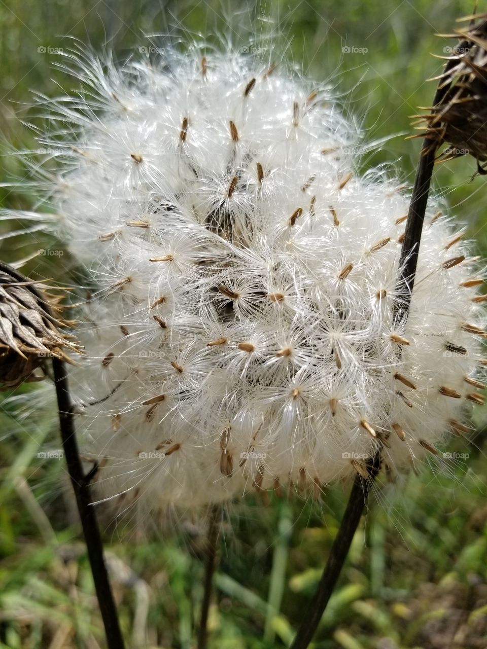 a dandy dandelion