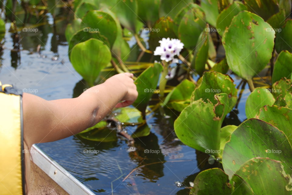 Beautiful brazilian water lily. State of Bahia. Pointing at water lily. Discovering Brazil. Purple water lily.