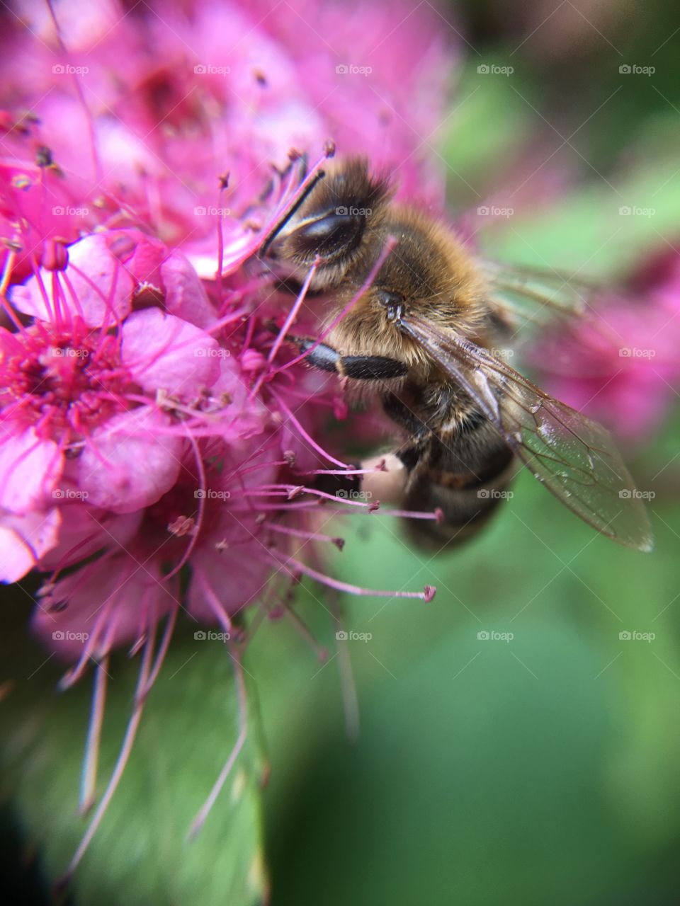 Honeybee closeup