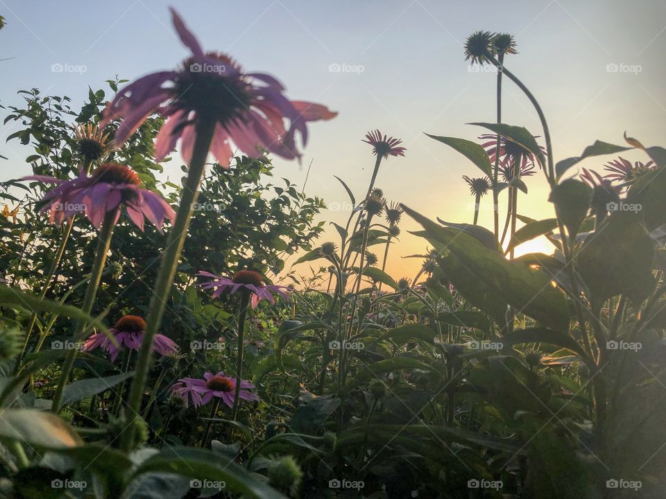 Sunsets and cone flowers