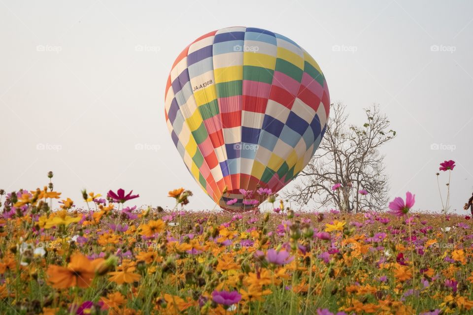 Chiang Rai/Thailand:February 16 2019-Ballon in the Beautiful colorful flower field ,Singha park Ballon Fiesta