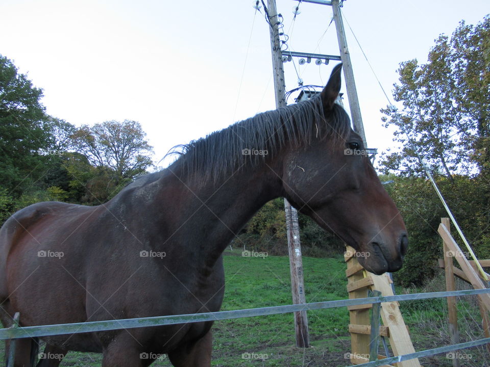 A horse waiting for some attention