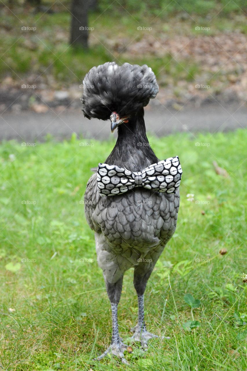 Rare crested young rooster/hen. My four month old rare crested hen or possible rooster wearing a cute now tie.