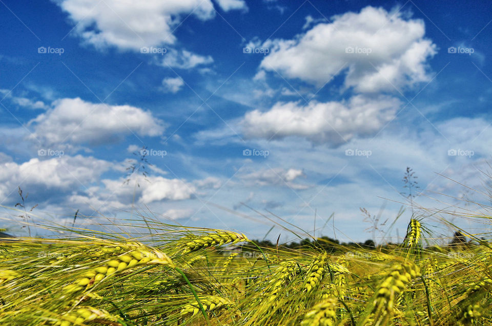 Wheat growing in field