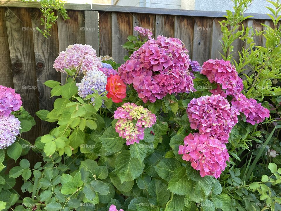 Pink hydrangeas in summer garden 