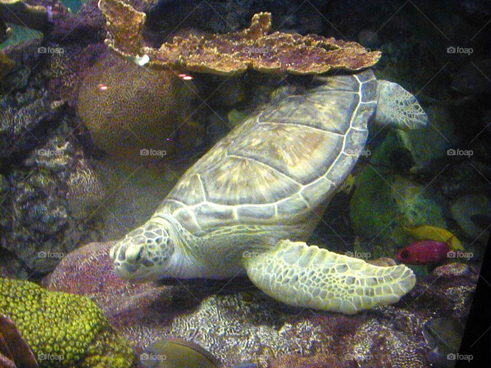Nickle the Green Sea Turtle