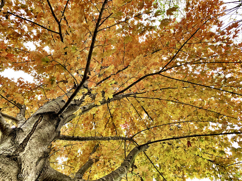 Fall views into the tree in Indiana 