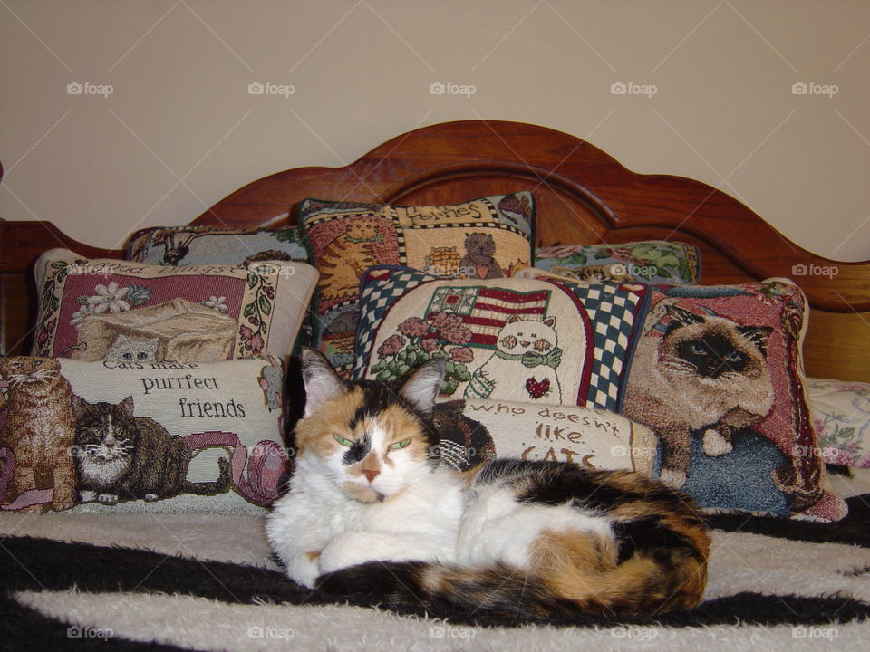 Calico cat