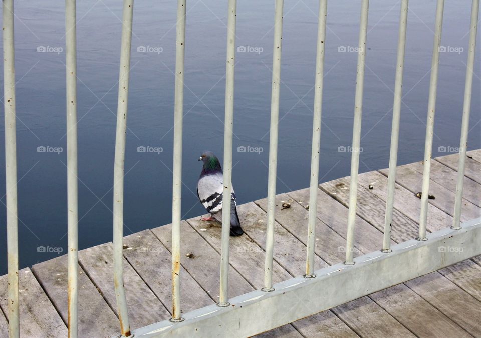 Pigeon posing over a lake