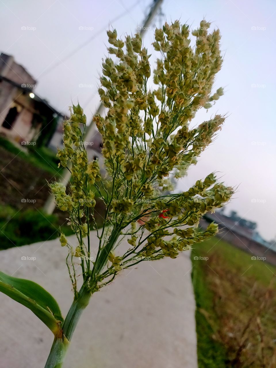 plant, nature, pure, atmosphere,flora, greens.