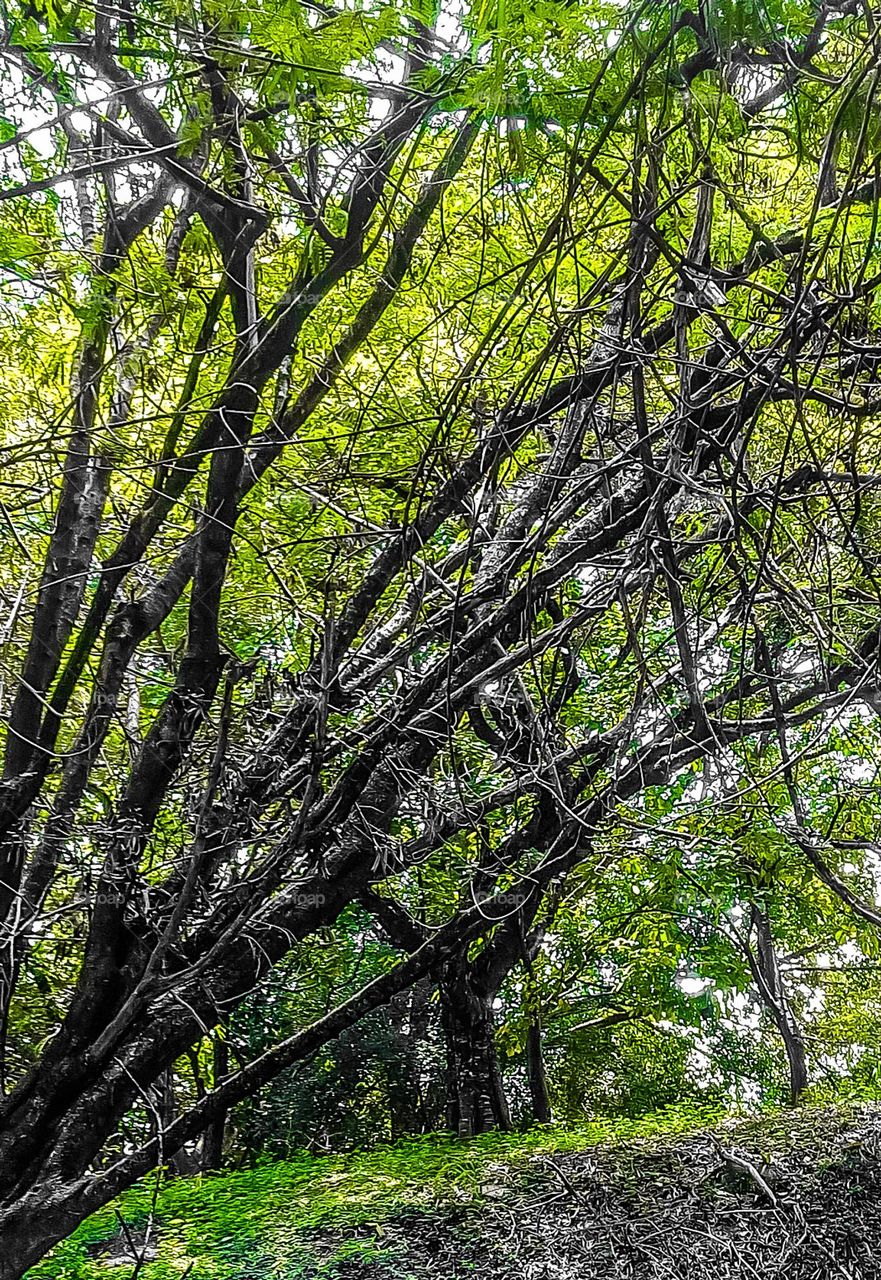 Good morning Nature: Trees, Blue sky, Fresh air, Birds, branches, leaves, colors, silence, contemplation, peace, prayer, thanks! Bom dia Natureza:Arvores Céu azul,Ar puro,Pássaros, galhos, folhas,cores, silêncio, contemplação, paz ,oração, agradecer!