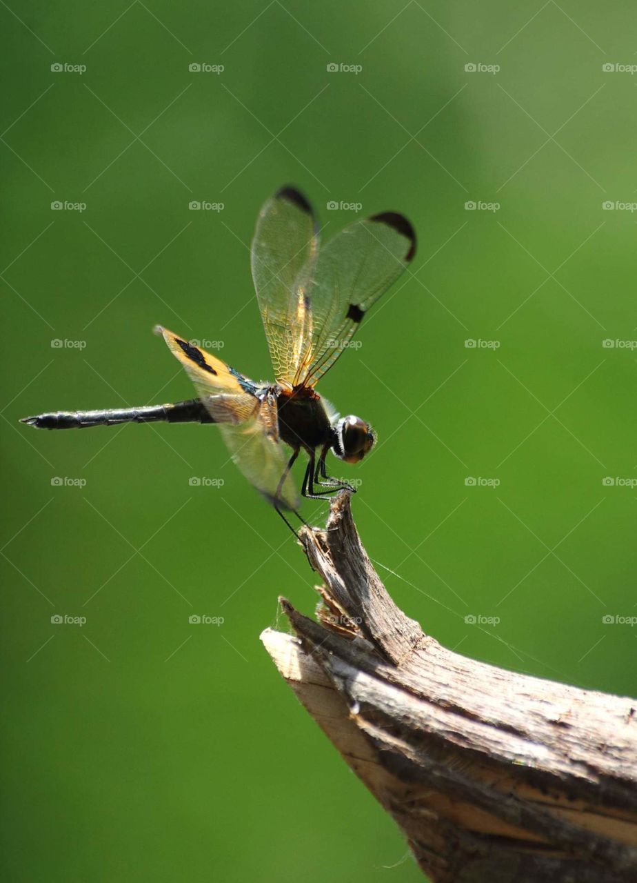 Yellow - stripped flutterer . Male individue of rare to the species. Captured at the site of not far from the spring water. Solitery species of member Libellulidae.