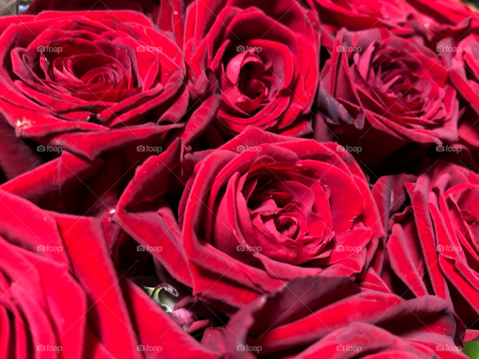 Close up of red roses and water drops