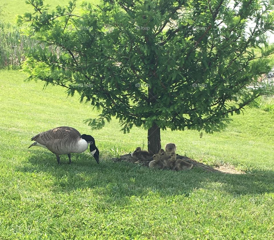 Momma and goslings 